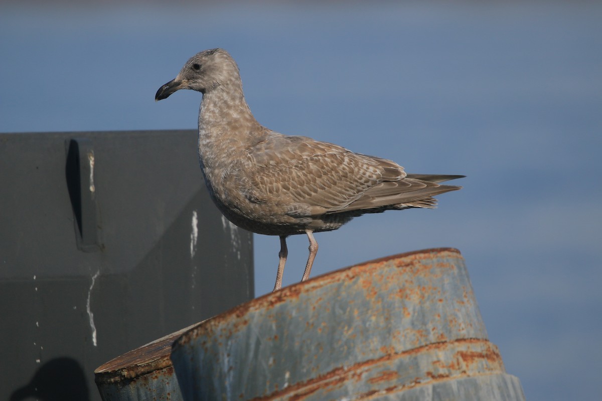 Larinae sp. - ML651708456