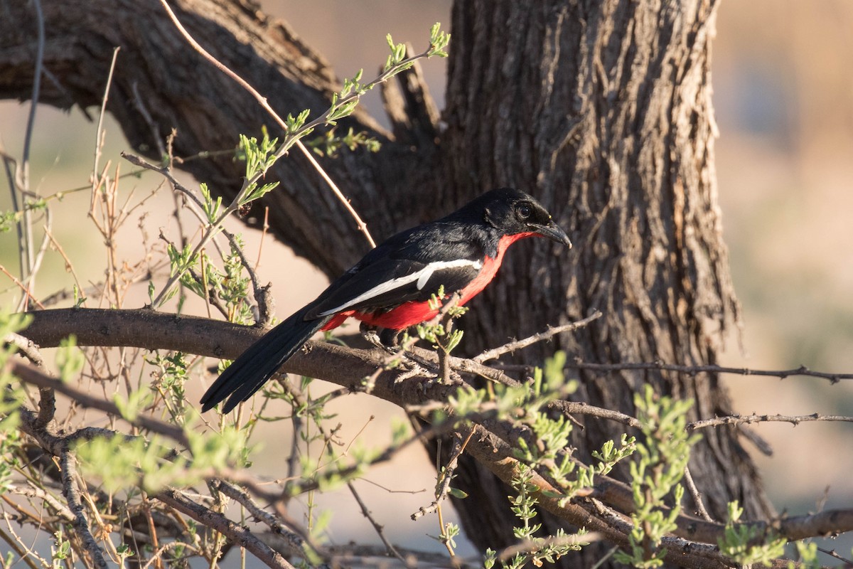 Crimson-breasted Gonolek - ML65170891