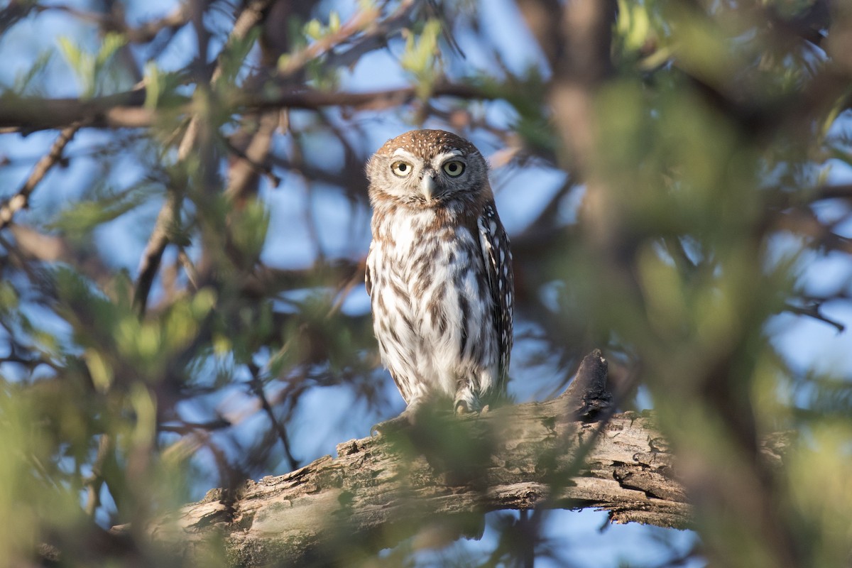 Pearl-spotted Owlet - ML65170921