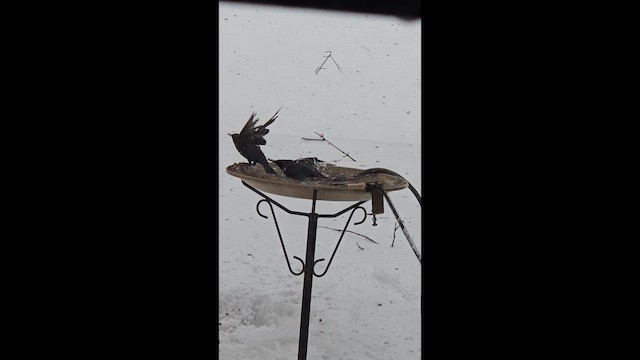 Storno - ML651709510