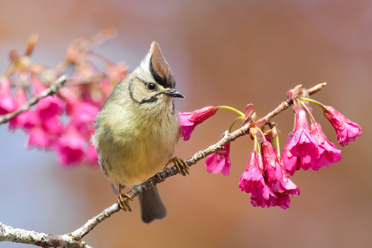 Tayvan Yuhinası - ML651710632