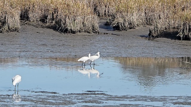 Kara Yüzlü Kaşıkçı - ML651710748