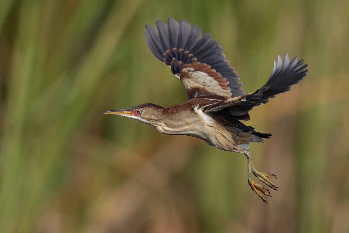 אנפית גמדית אמריקנית - ML651711328