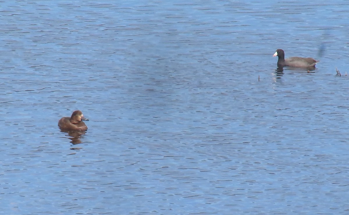 Попелюх американський - ML651711363