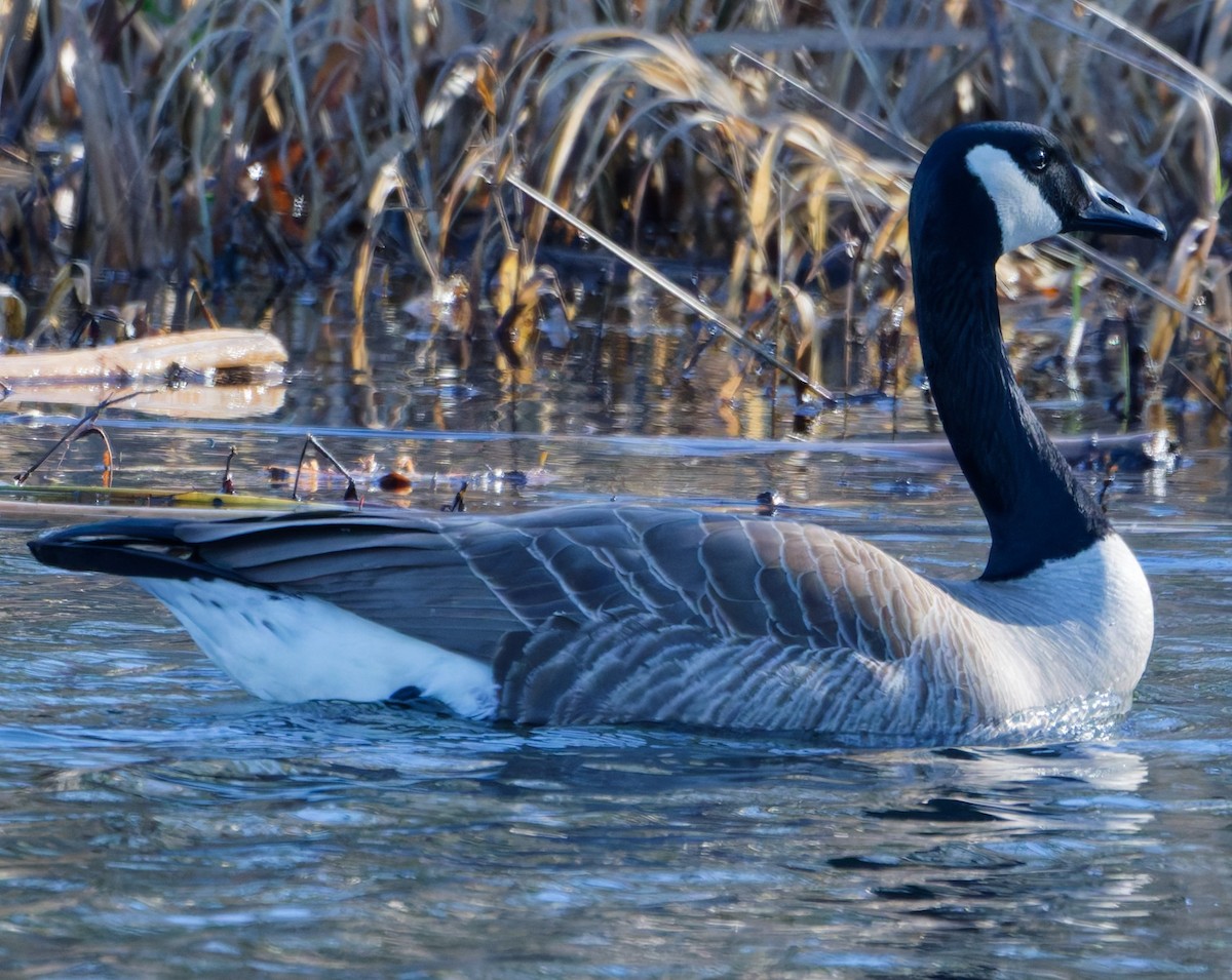 eBird Checklist - 25 Feb 2026 - Billy Frank Jr. Nisqually NWR - 46 species