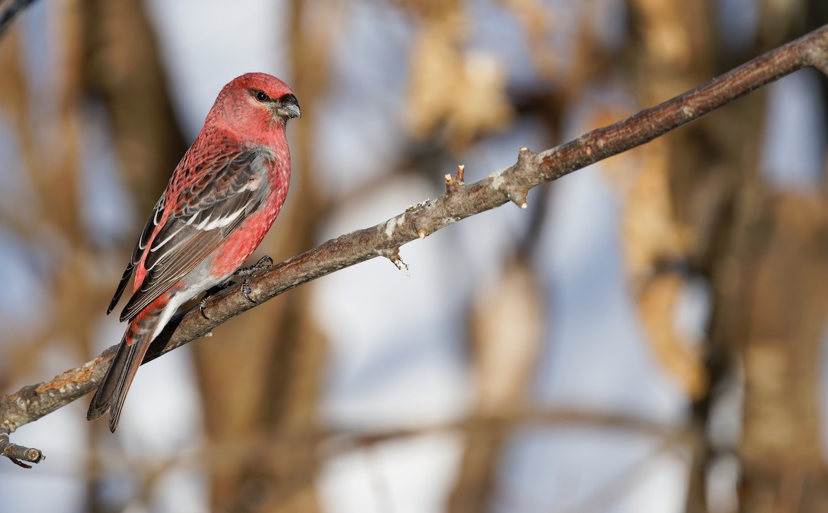 פתיאלי אורנים - ML651716637