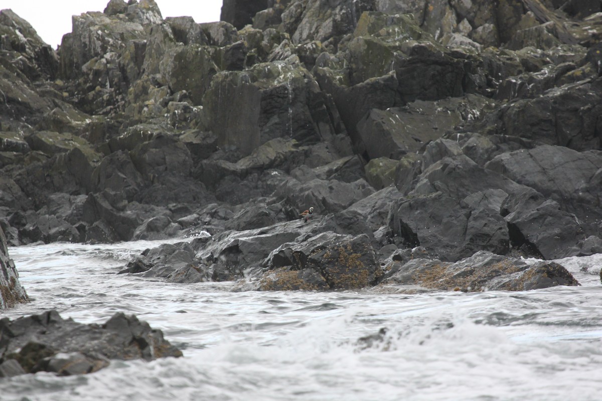 Ruddy Turnstone - ML65171701