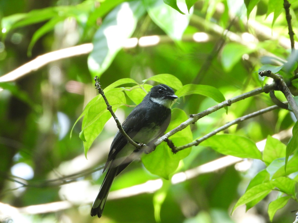 Northern Fantail (Obi) - ML651718067