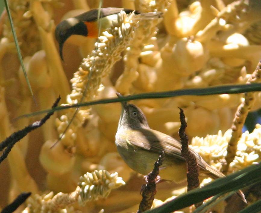 Sulphur-bellied Bulbul - Don Roberson