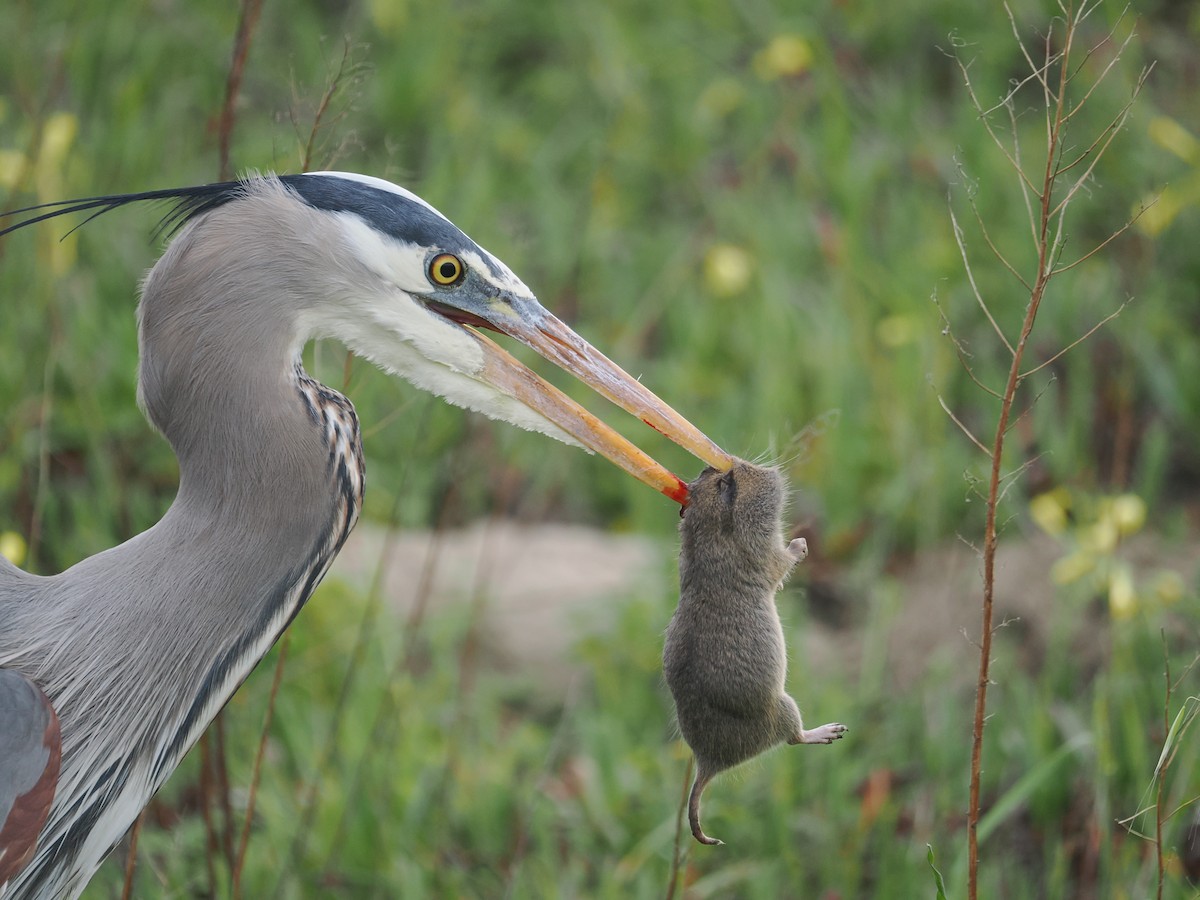 Koartza hauskara amerikarra - ML651718926