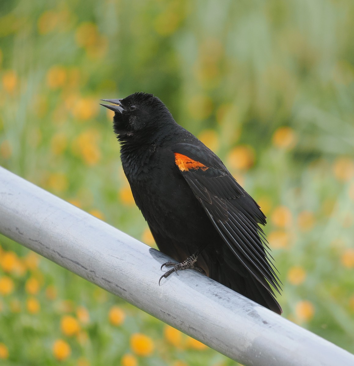 Red-winged Blackbird - ML651718949