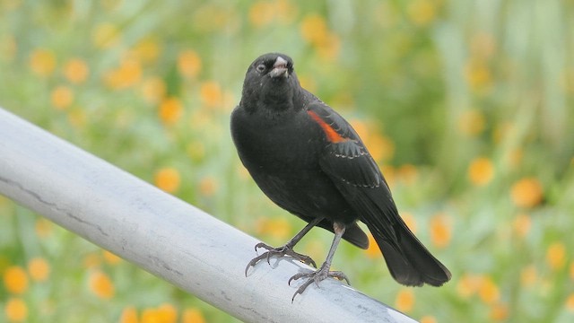 Red-winged Blackbird - ML651718956