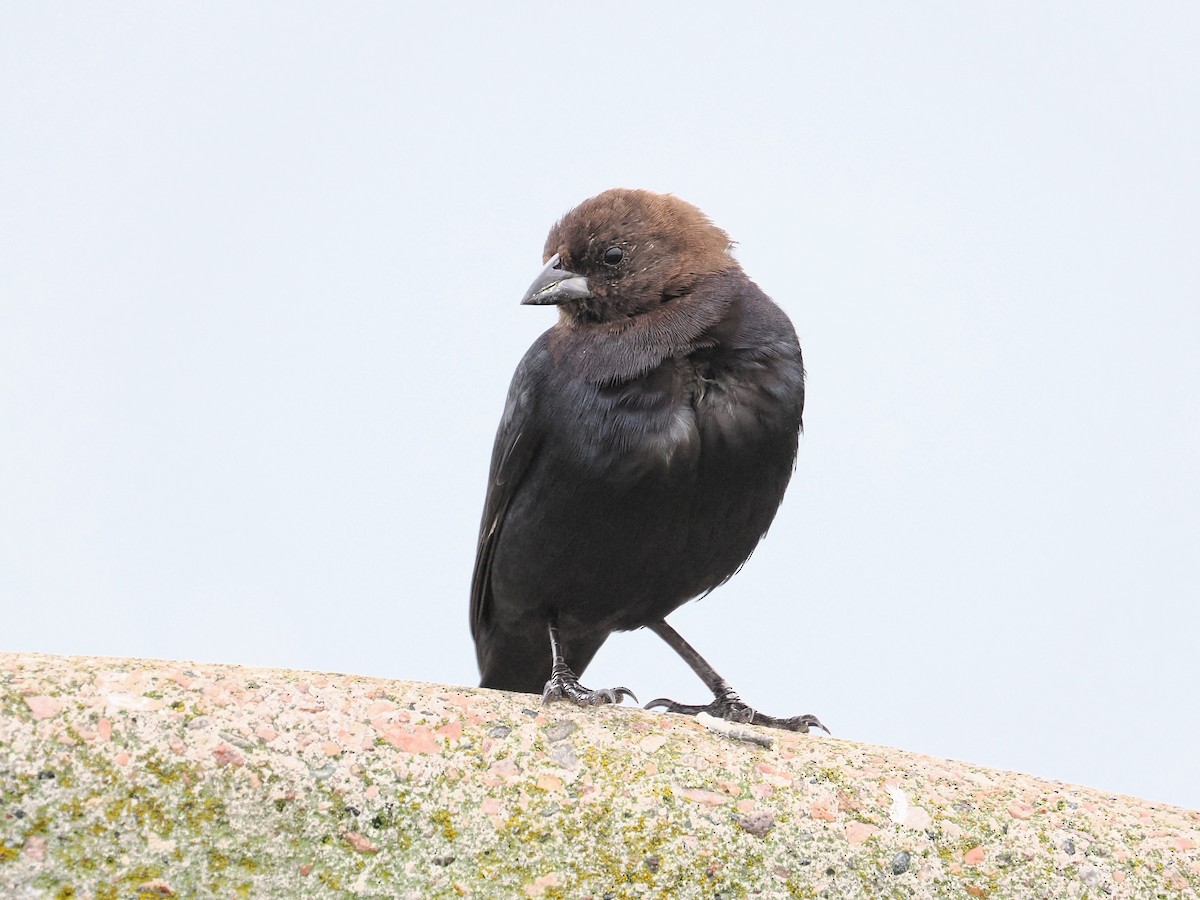 Brown-headed Cowbird - ML651718958