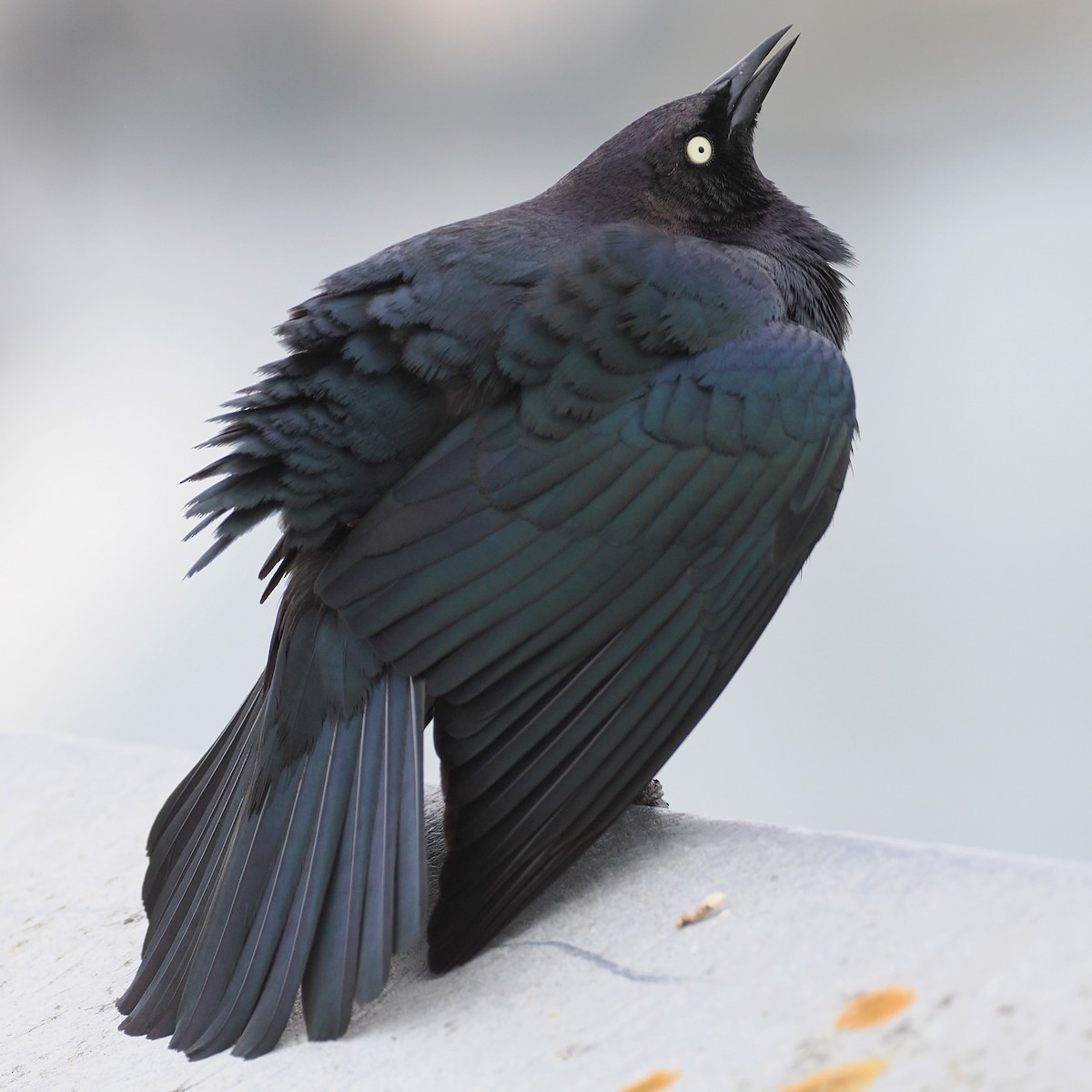 Brewer's Blackbird - ML651718962