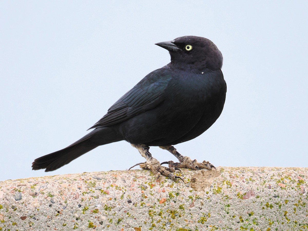 Brewer's Blackbird - ML651718963