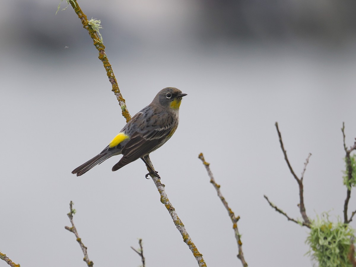 Yellow-rumped Warbler (Audubon's) - ML651718968