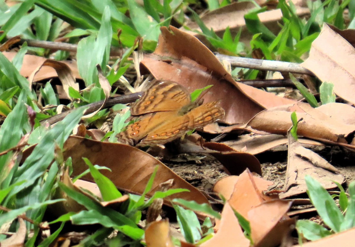 Насекомые - ML651719619