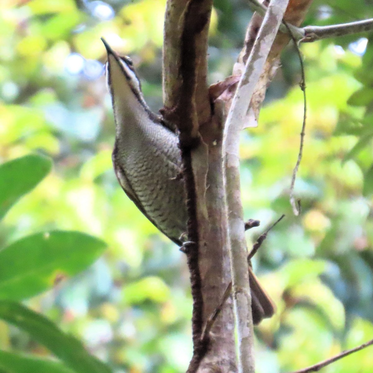 Великолепный веерокрыл - ML651719676