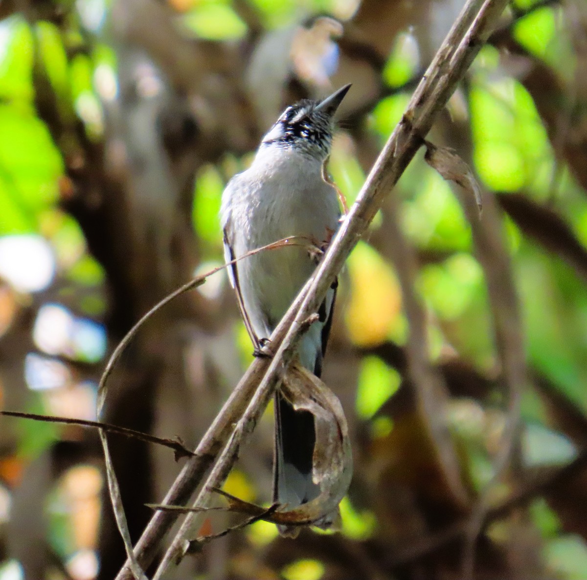 Белоухий монарх - ML651719693