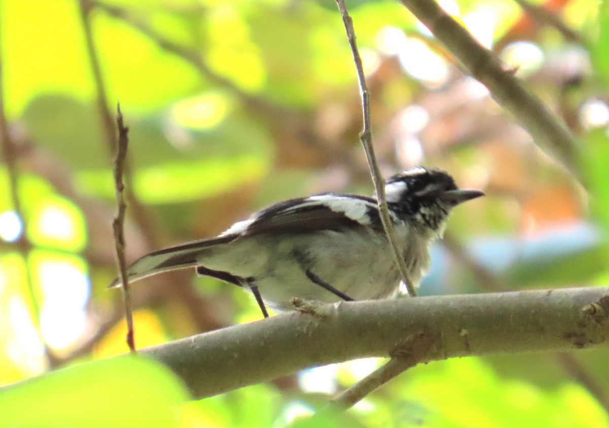 Белоухий монарх - ML651719694