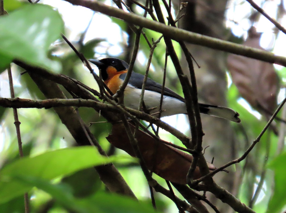 Australian Spectacled Monarch - ML651719706