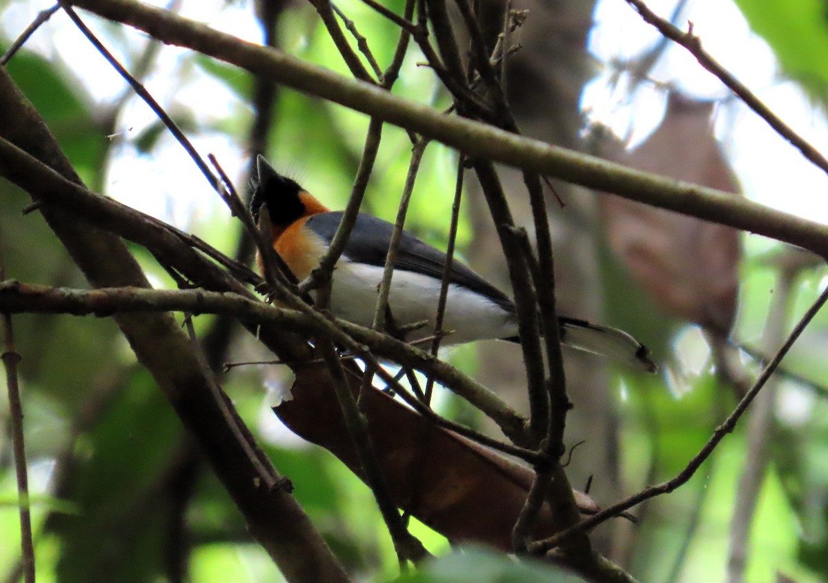 Australian Spectacled Monarch - ML651719707
