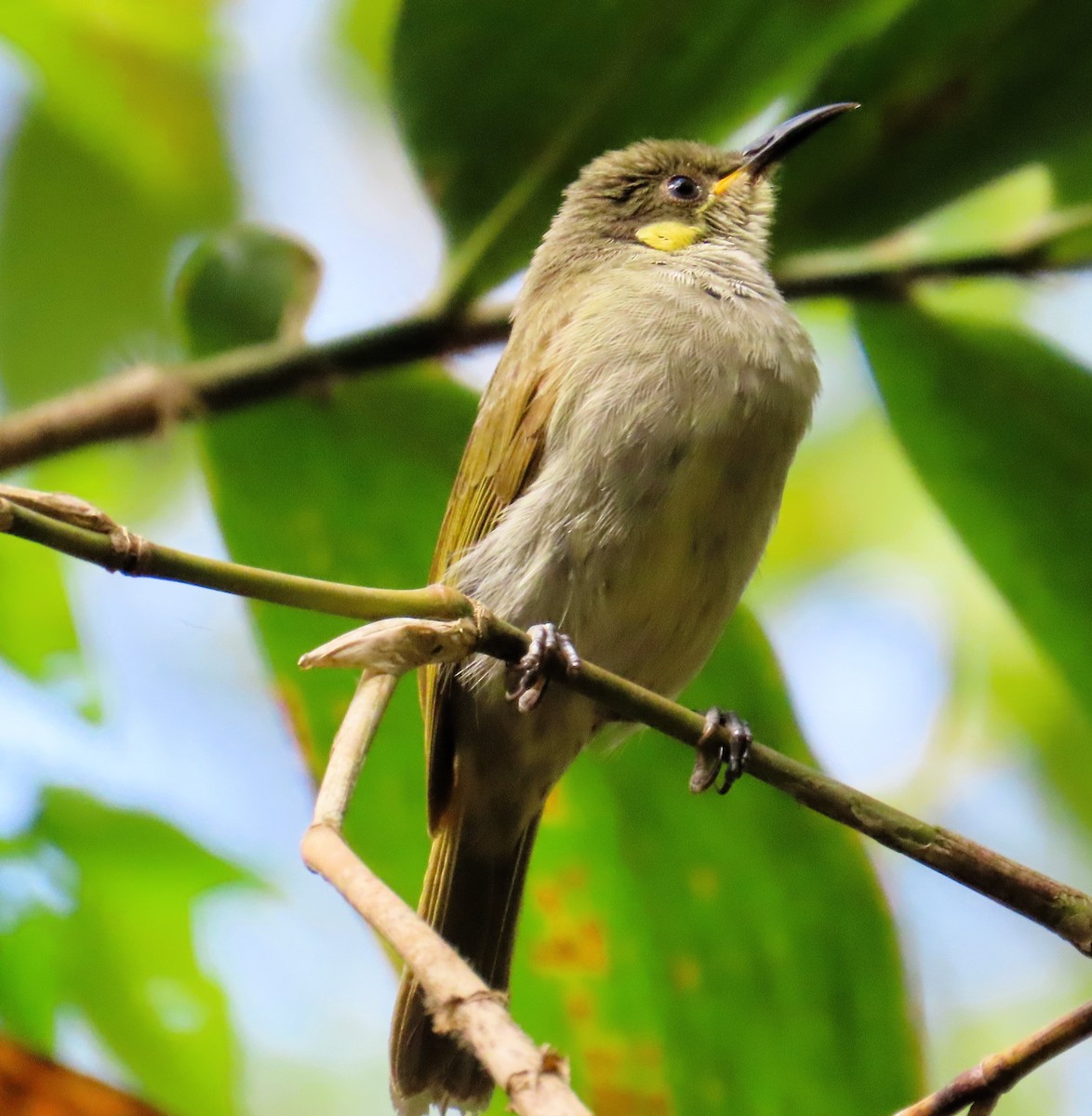 Изящный медосос - ML651719837