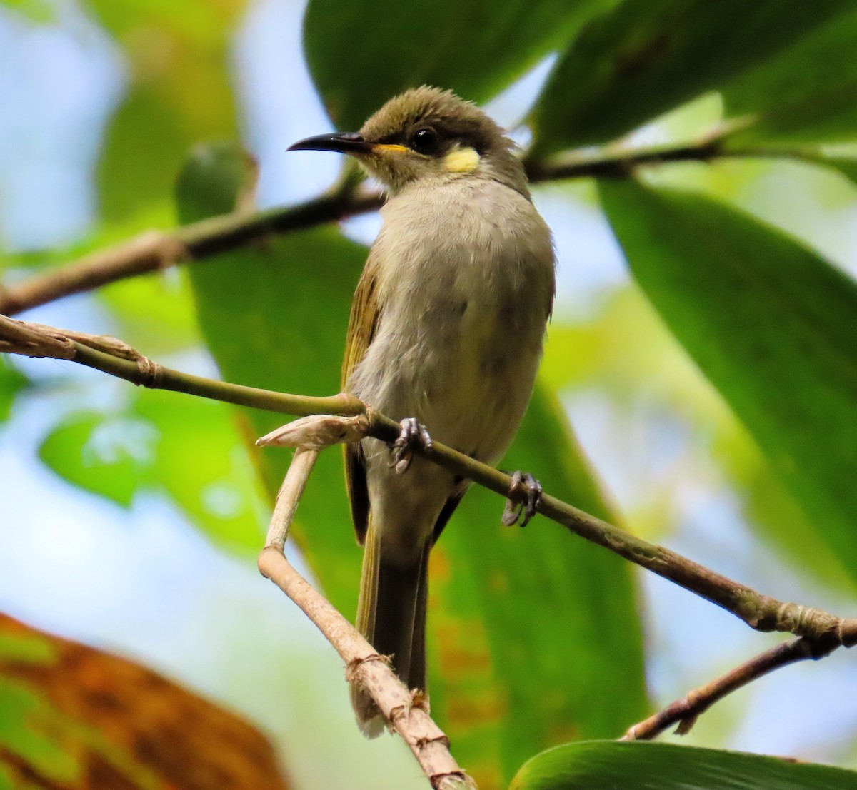 Изящный медосос - ML651719838