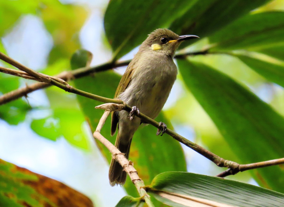 Изящный медосос - ML651719839