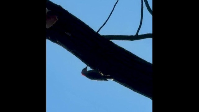 Red-bellied Woodpecker - ML651720146