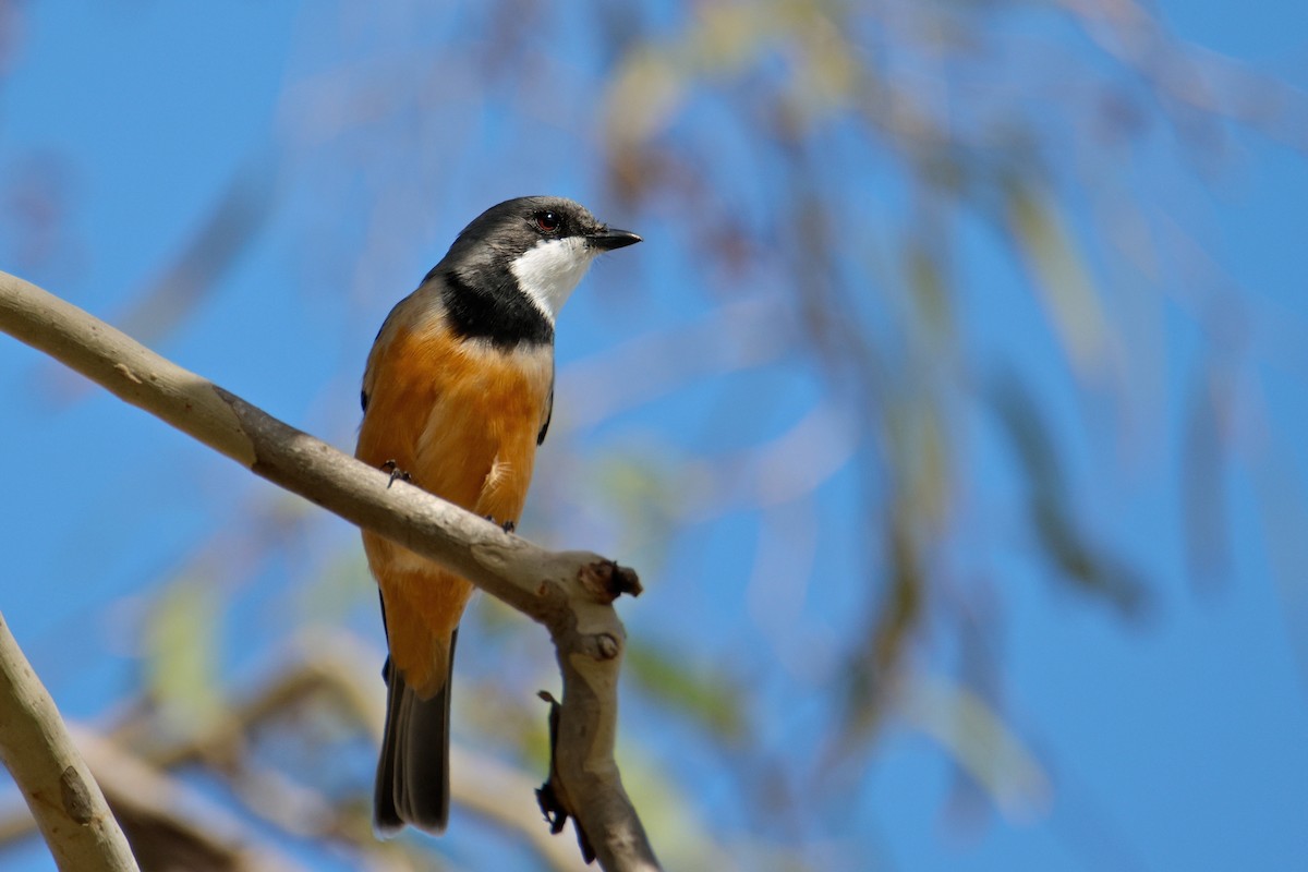 Kızıl Islıkçı - ML651720461