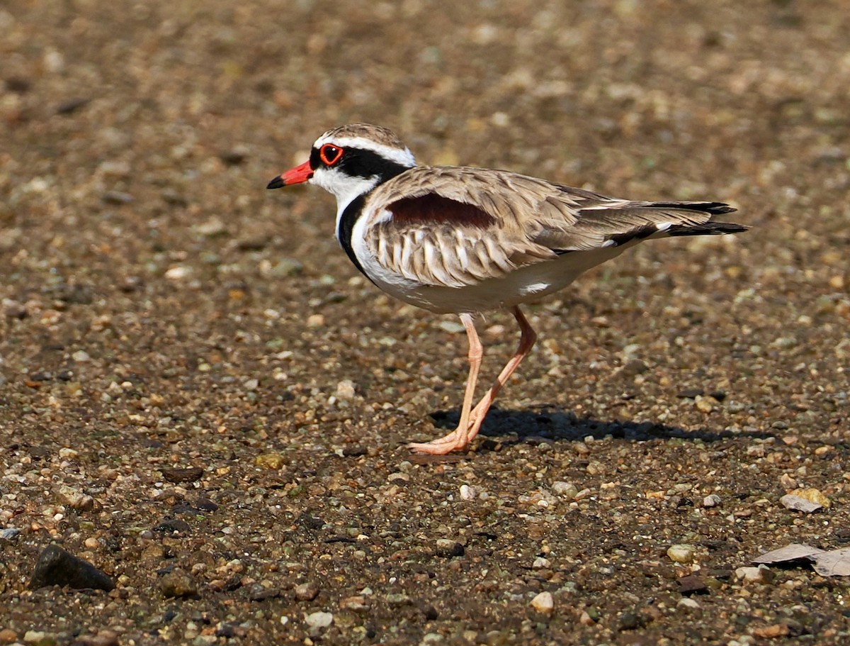 Pluvier à face noire - ML651720578