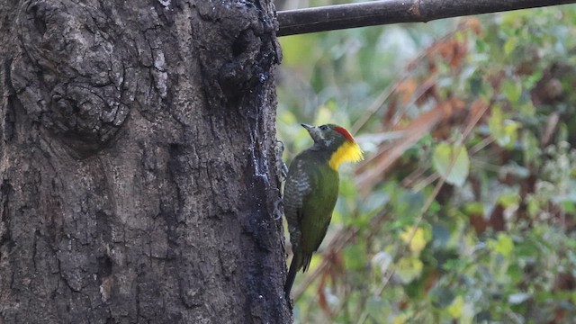 Küçük Sarıense - ML651720582