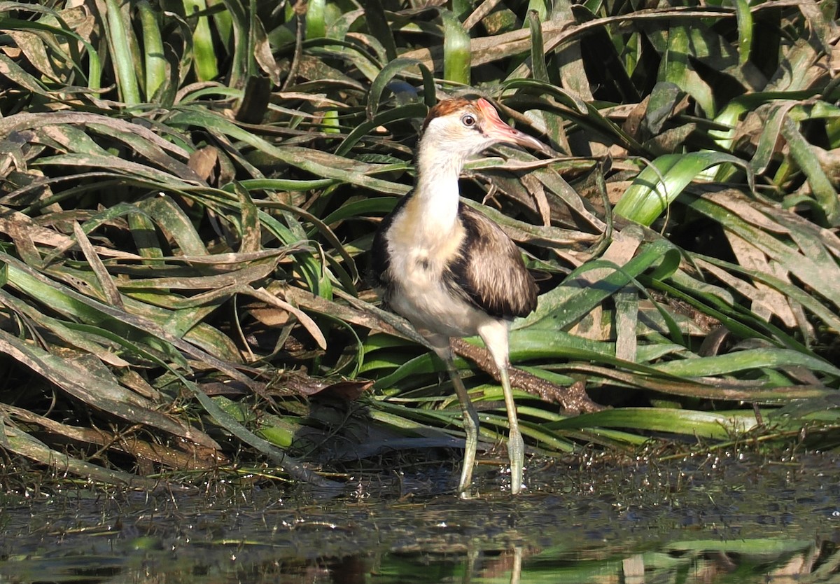 Jacana à crête - ML651720691