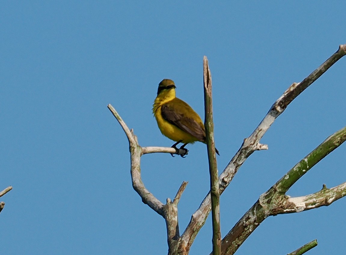 Souimanga à moustaches - ML651720861
