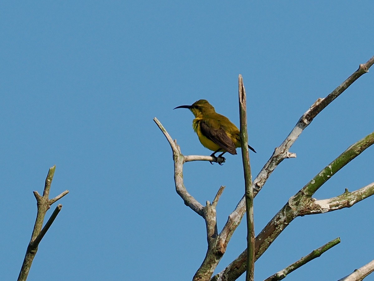Souimanga à moustaches - ML651720877