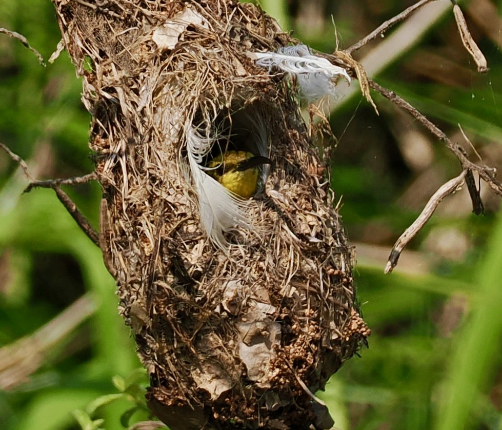 Souimanga à moustaches - ML651720941