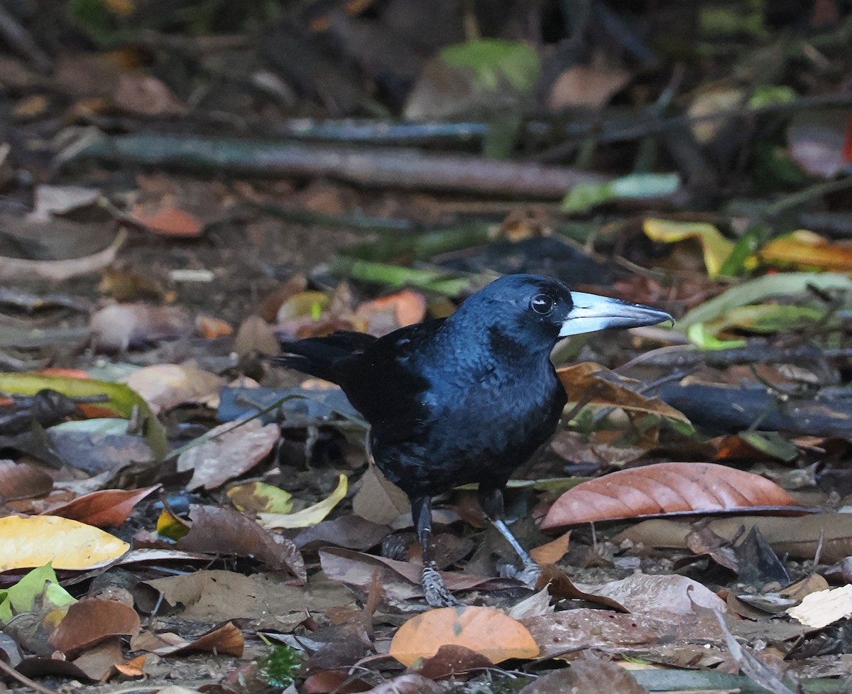 Cassican des mangroves - ML651720987