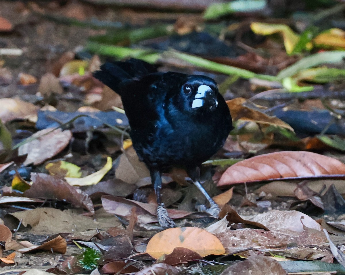 Cassican des mangroves - ML651721012