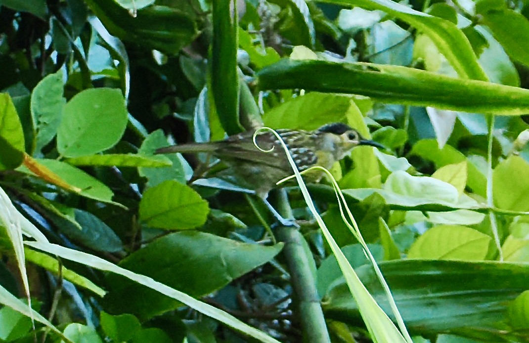 Méliphage de Macleay - ML651721175