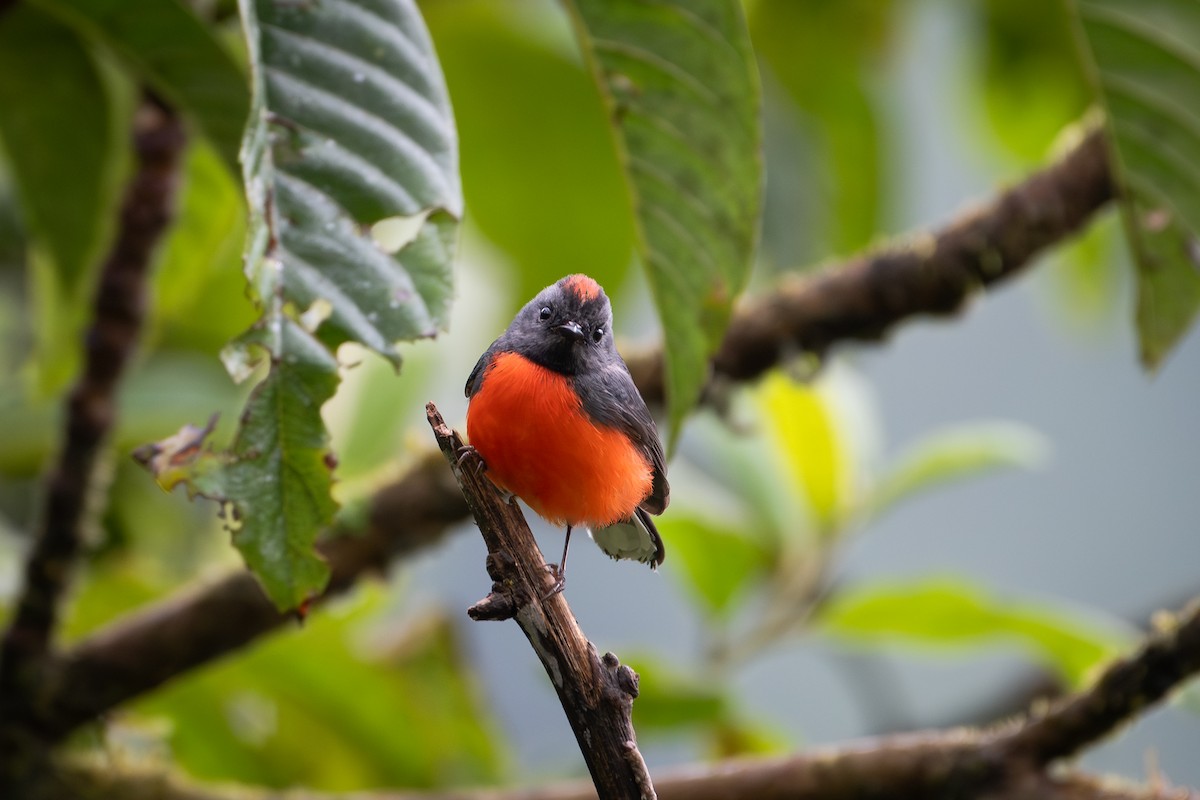 Slate-throated Redstart - ML651721261