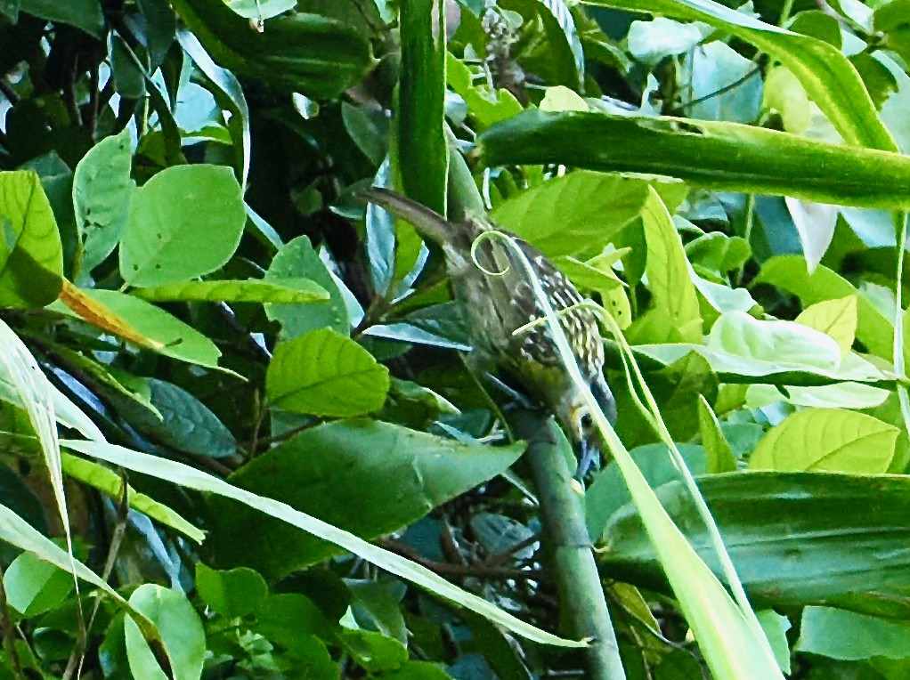 Méliphage de Macleay - ML651721272