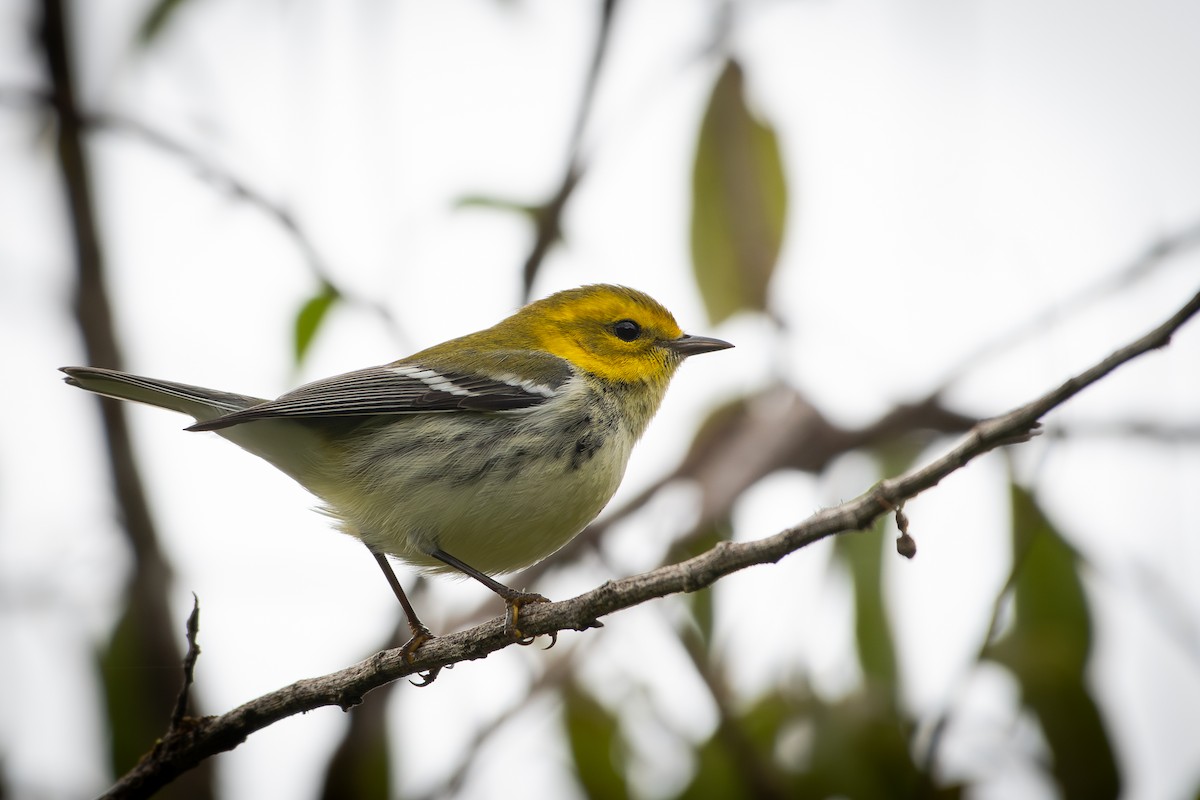 Black-throated Green Warbler - ML651721275