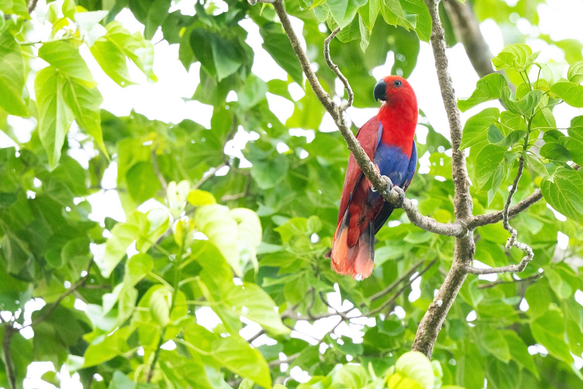 Papuan Eclectus - ML651721424