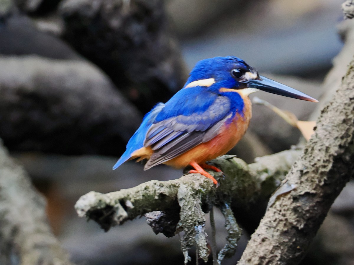 Martin-pêcheur à dos bleu - ML651721461