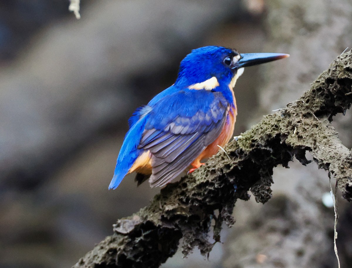 Martin-pêcheur à dos bleu - ML651721478