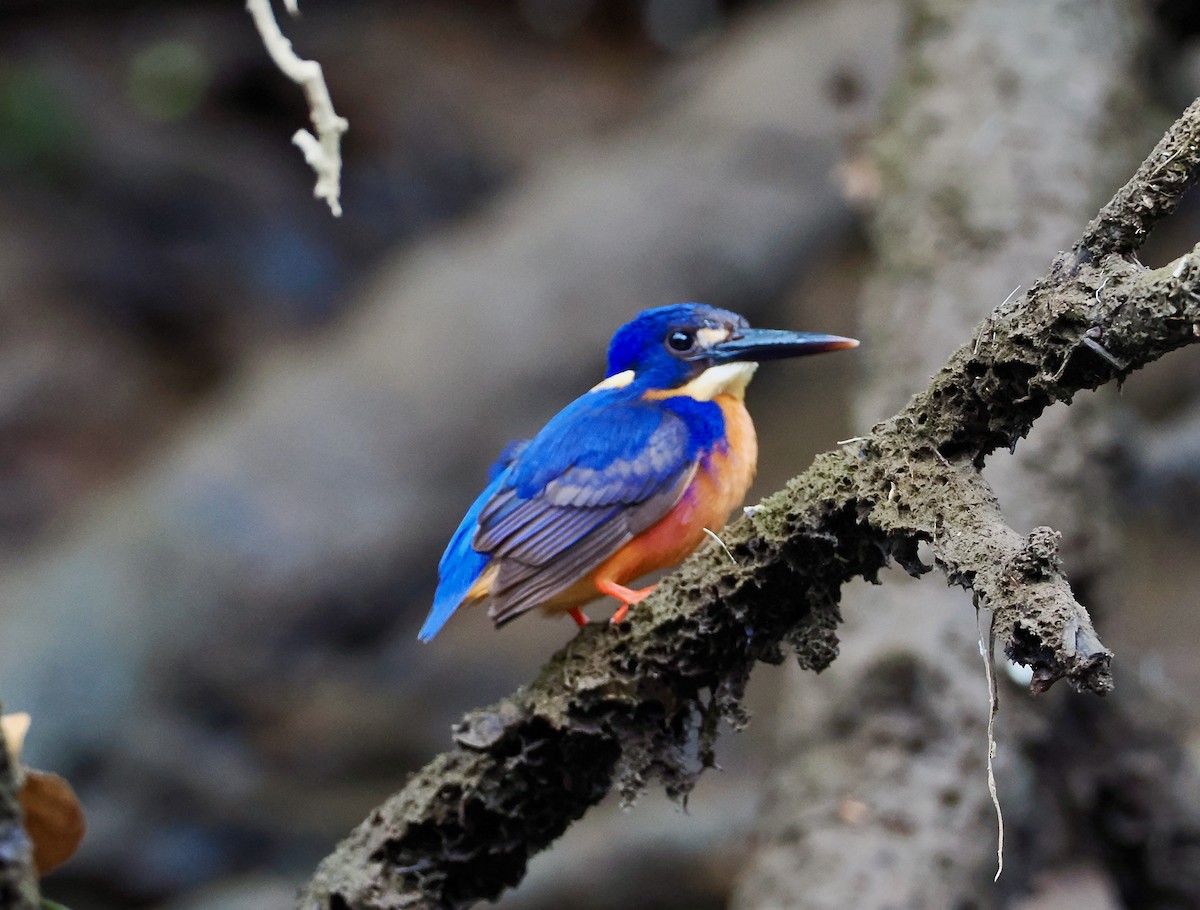 Martin-pêcheur à dos bleu - ML651721521