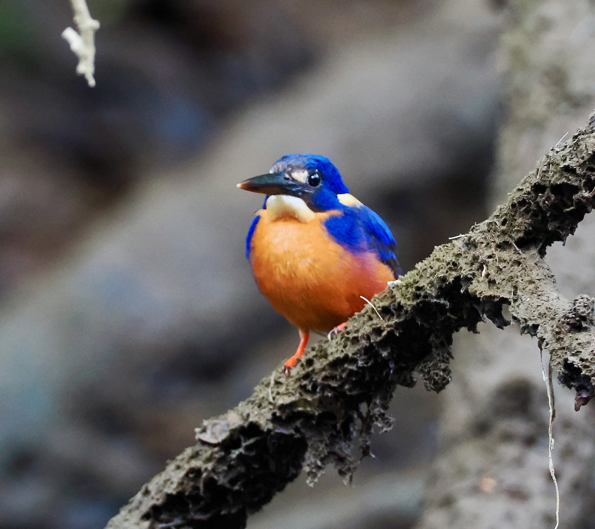 Martin-pêcheur à dos bleu - ML651721555