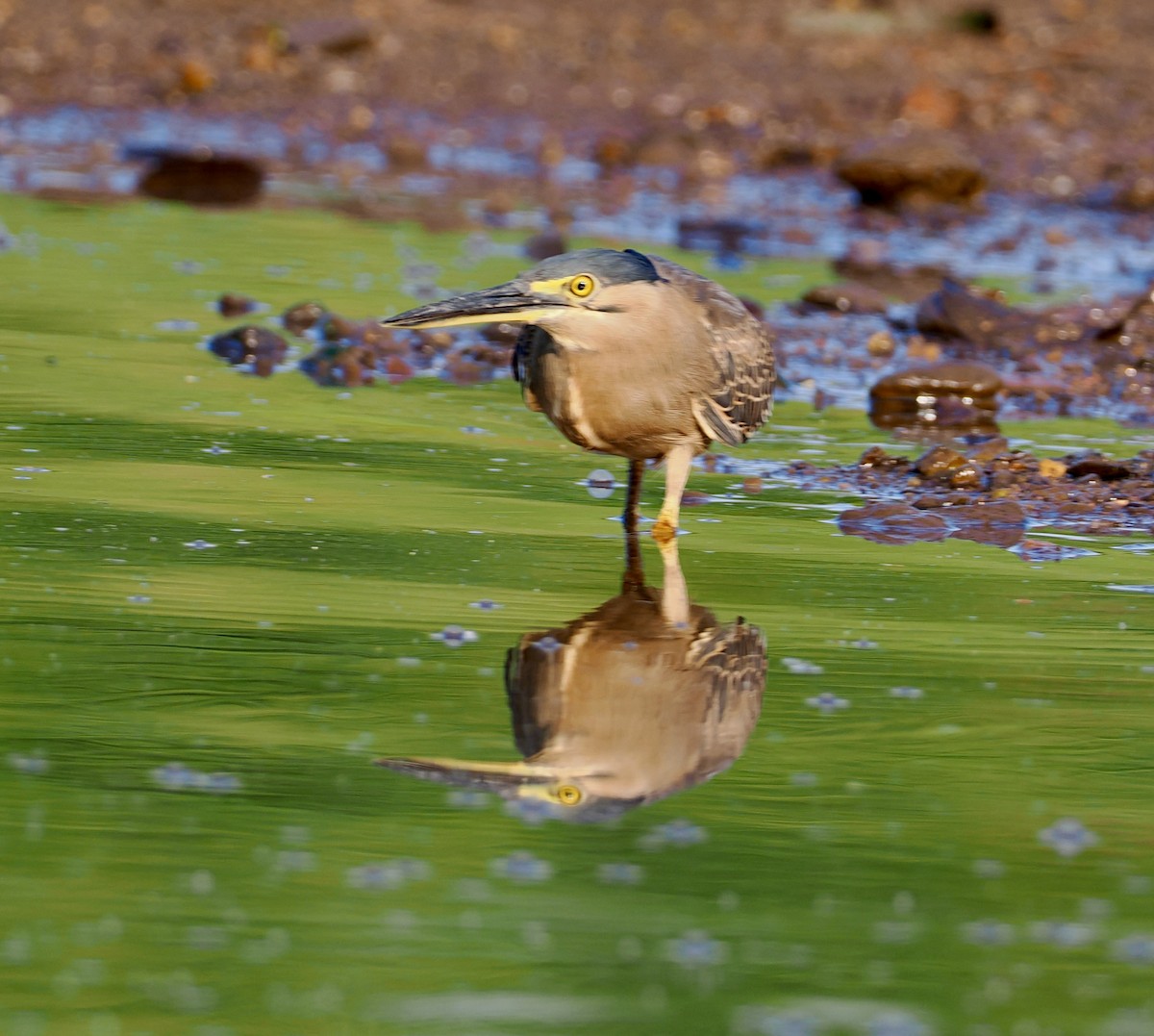 Héron des mangroves - ML651721682