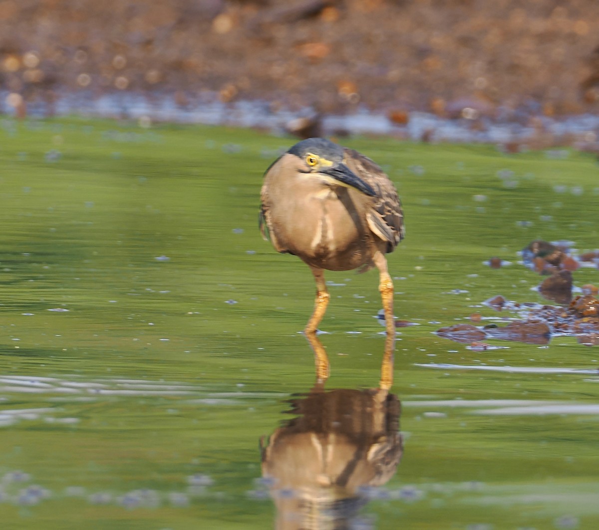 Héron des mangroves - ML651721773